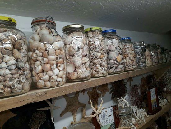 The Seashell Museum